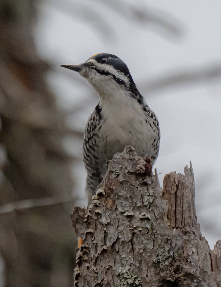 Black-backed Woodpecker - ML619230492