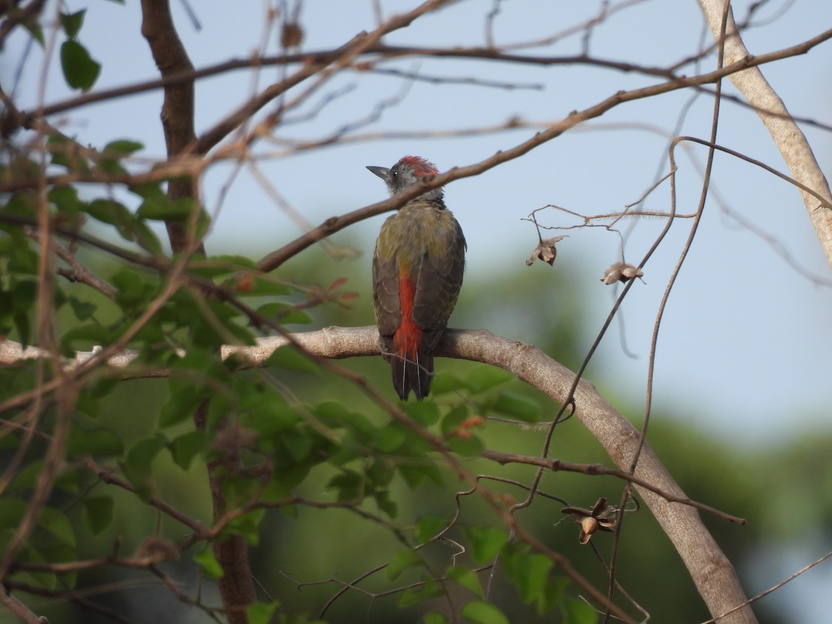 African Gray Woodpecker - Toby Phelps