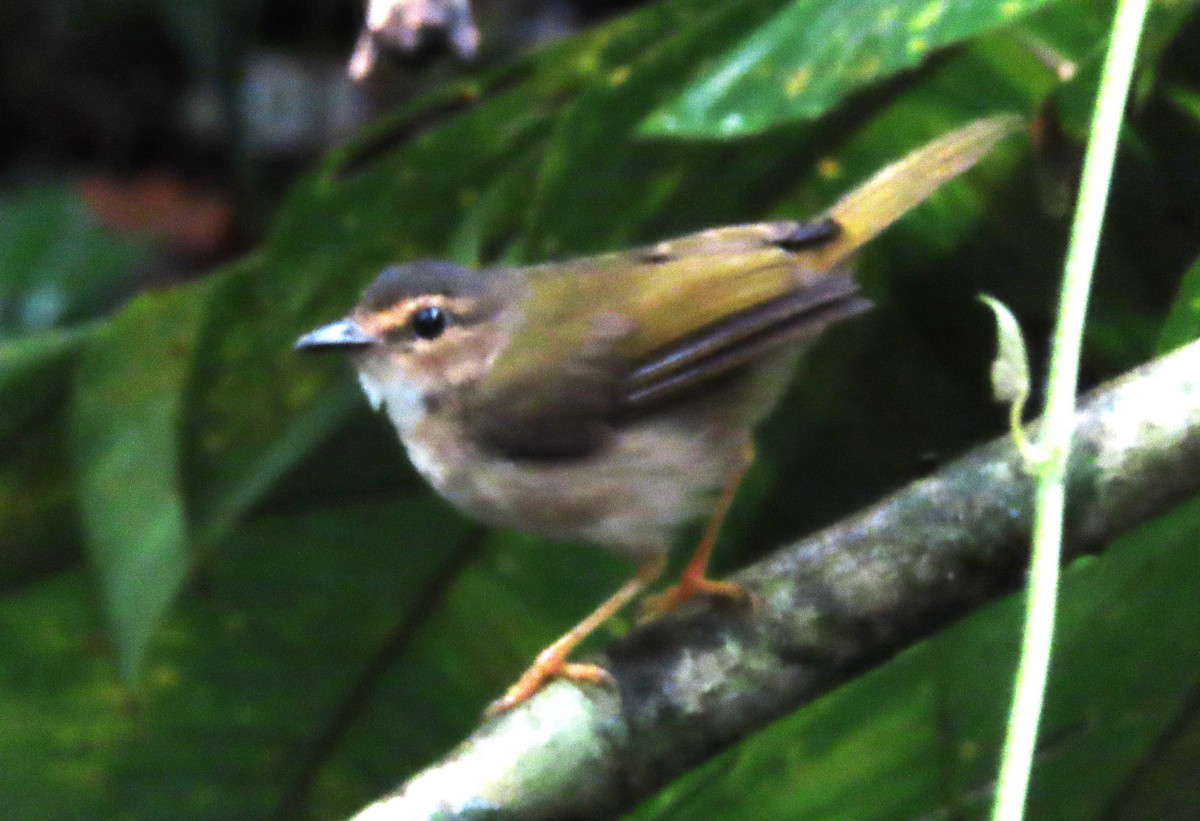 Riverbank Warbler - Rick Jacobsen