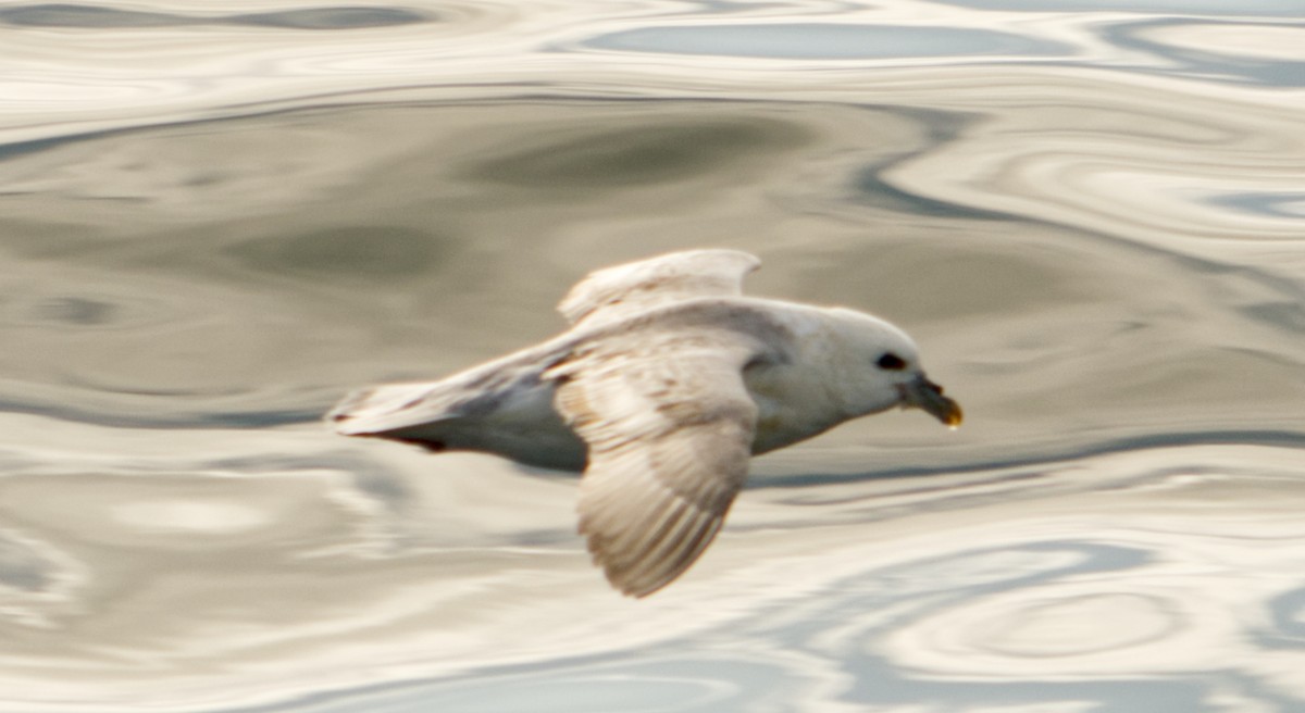 Northern Fulmar - Travis Vance