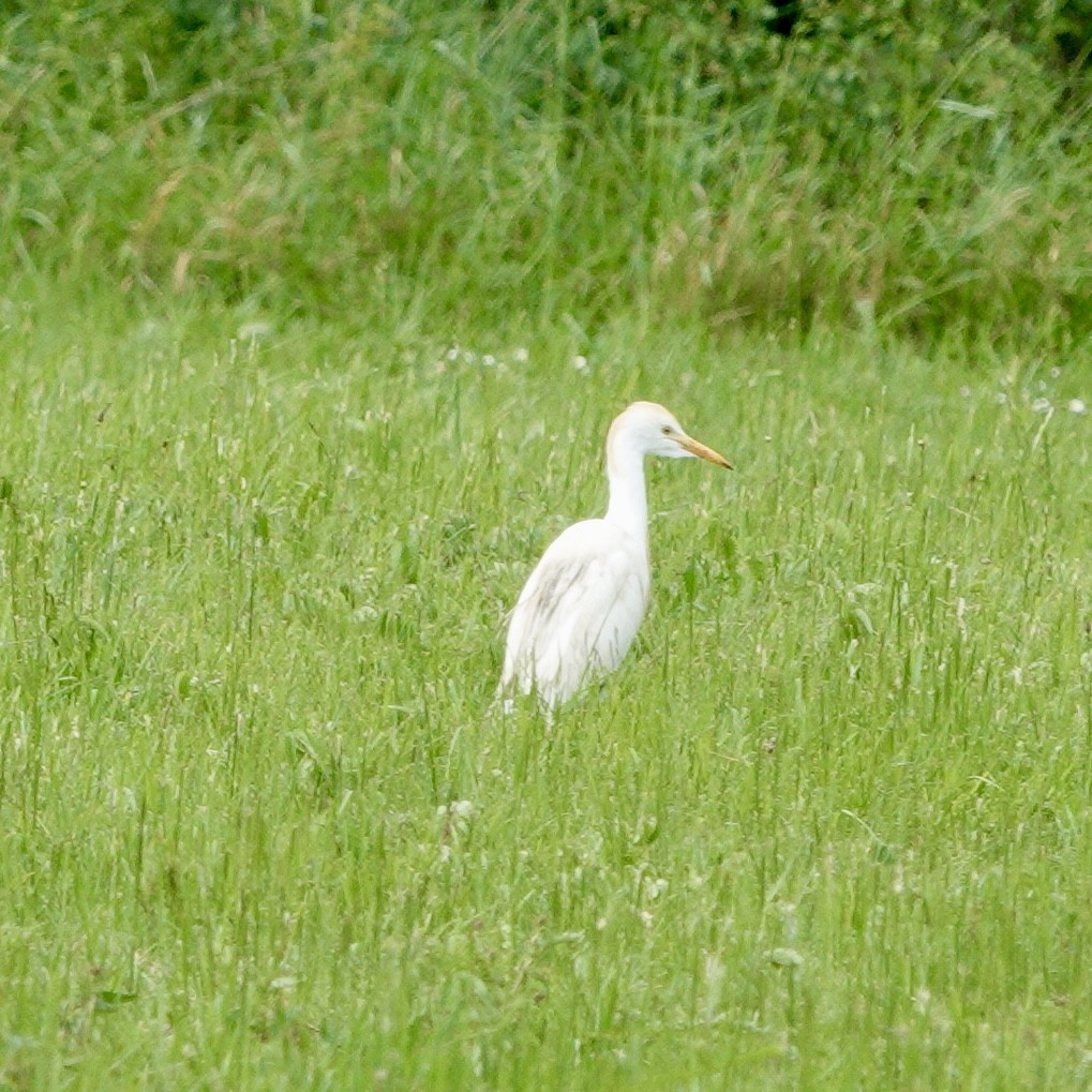 Western Cattle Egret - JoAnn Girard