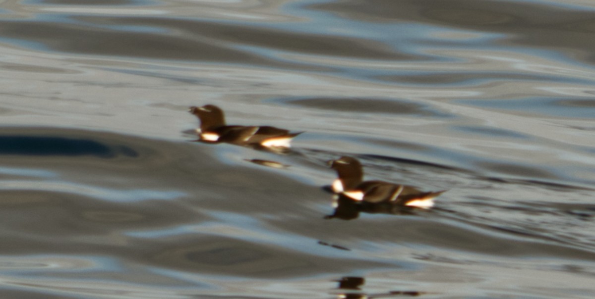 Razorbill - Travis Vance