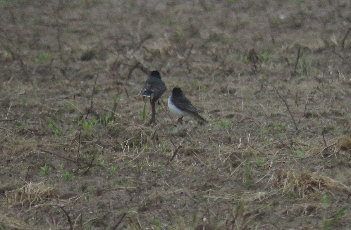 Eastern Kingbird - AUDREY DOROFY