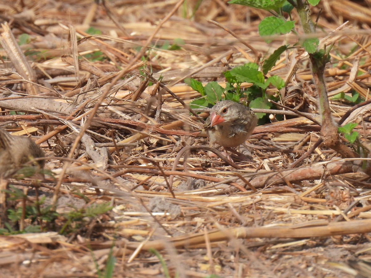 Red-billed Quelea - Toby Phelps