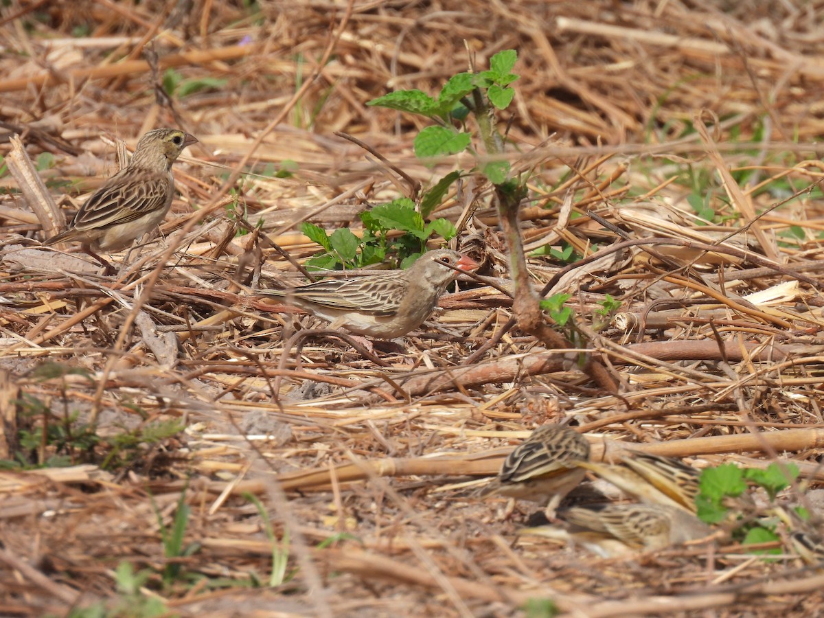 Red-billed Quelea - Toby Phelps