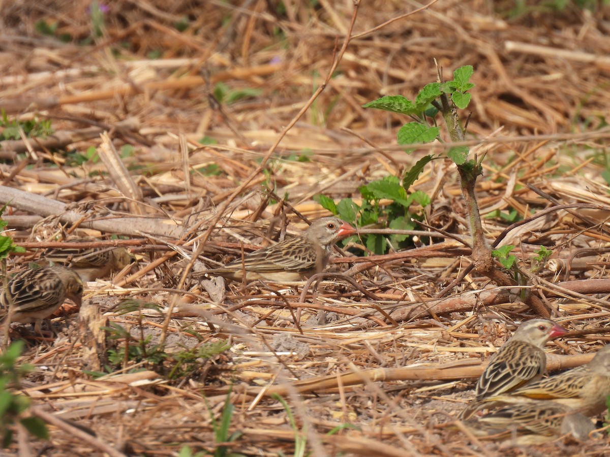 Red-billed Quelea - Toby Phelps