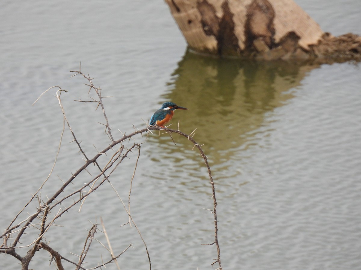 Common Kingfisher - Rama M V