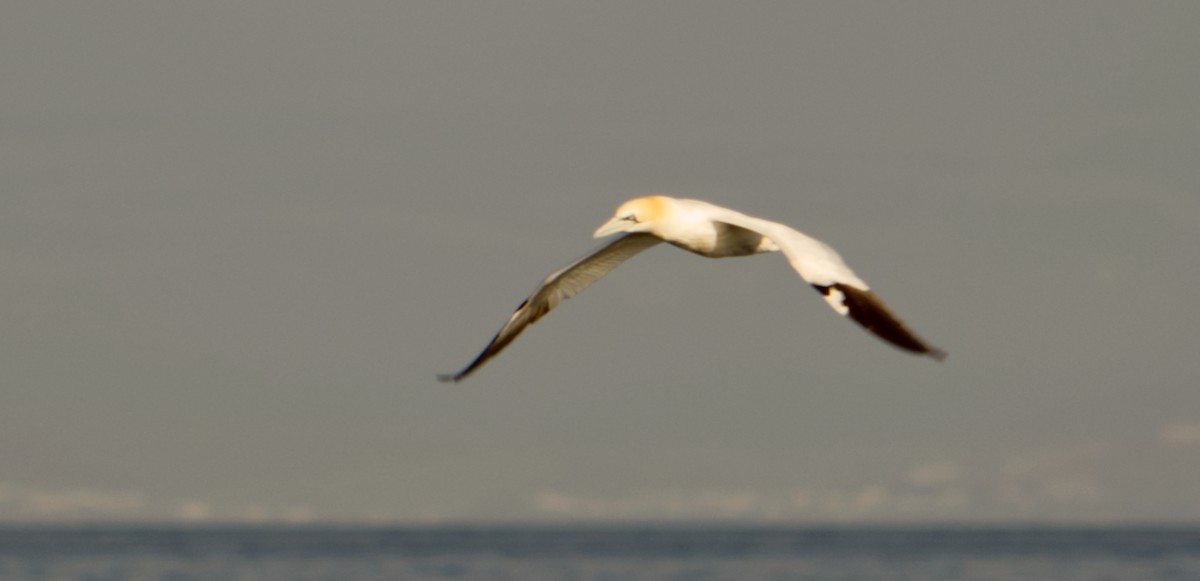 Northern Gannet - ML619230577