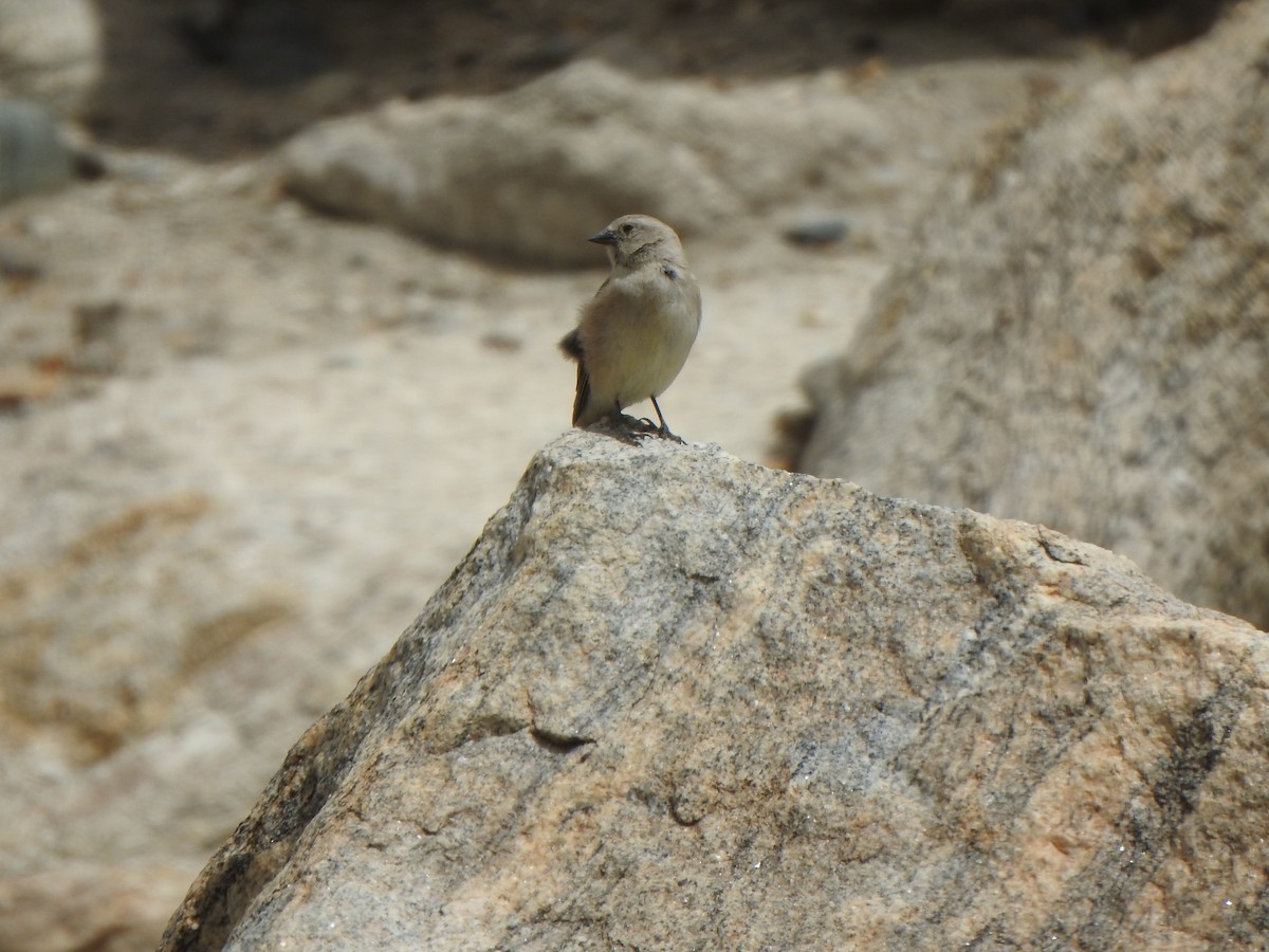 Black-winged Snowfinch - ML619230589