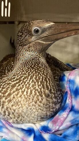 Northern Gannet - Hudson-Mohawk Historical Records