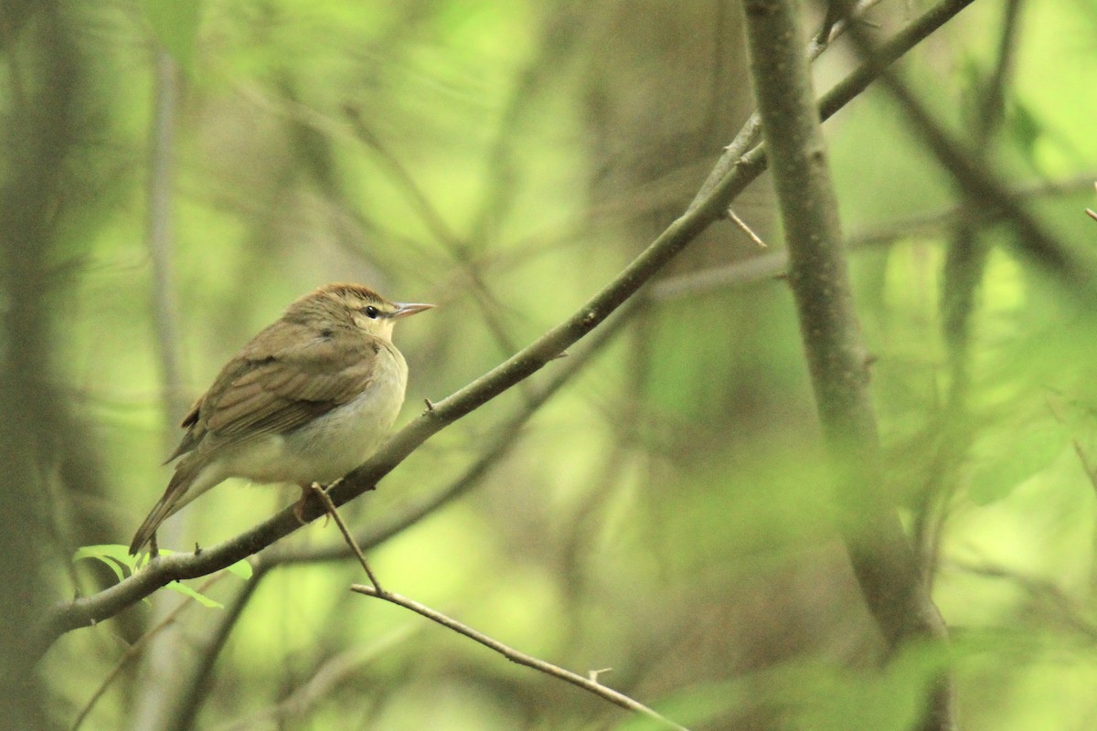 Swainson's Warbler - ML619230624