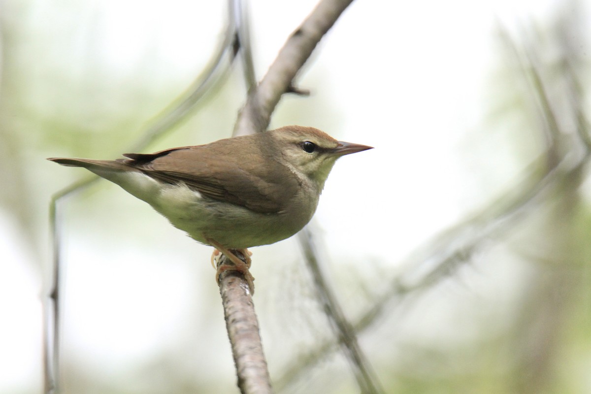 Swainson's Warbler - Evan Knudsen