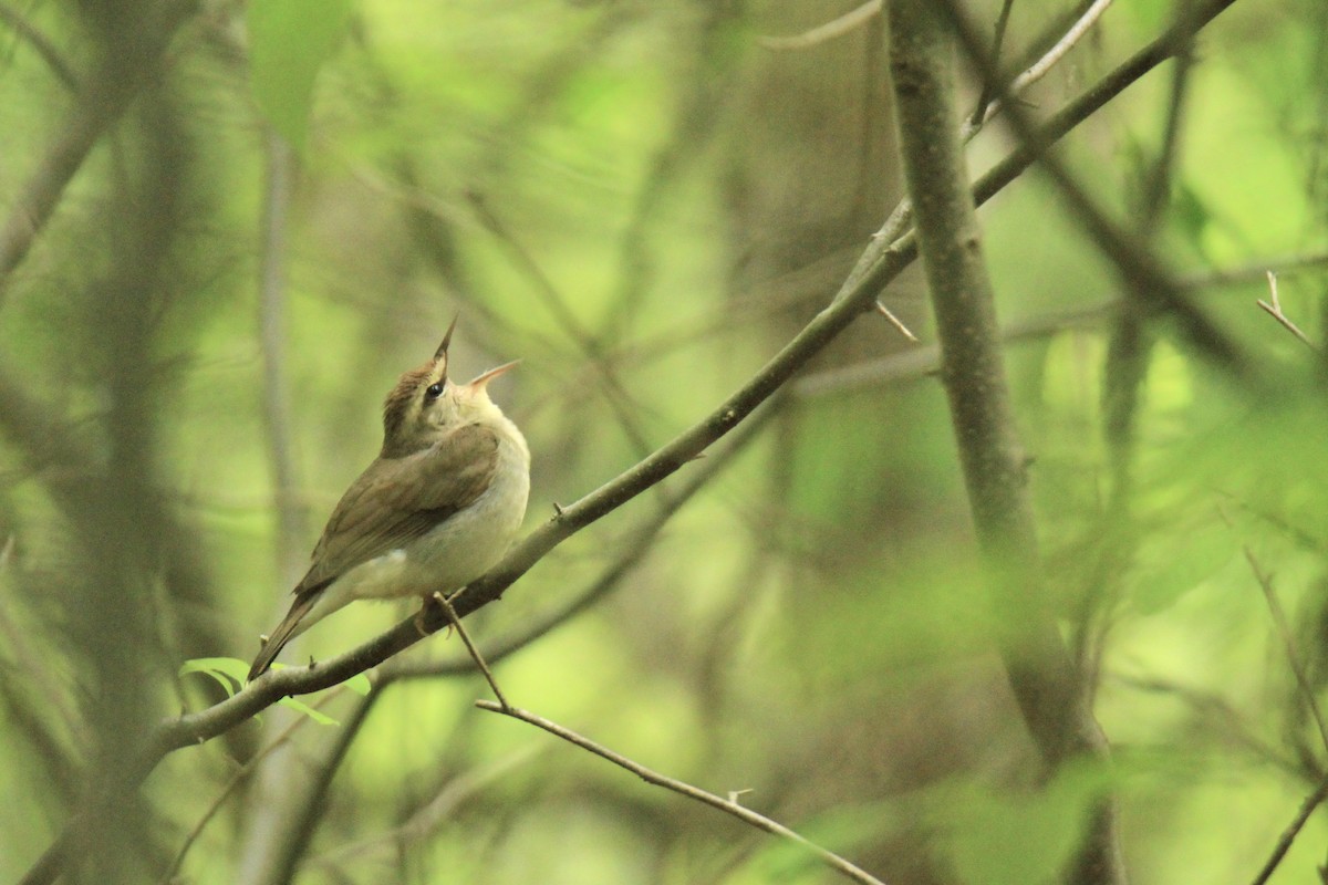 Swainson's Warbler - ML619230626