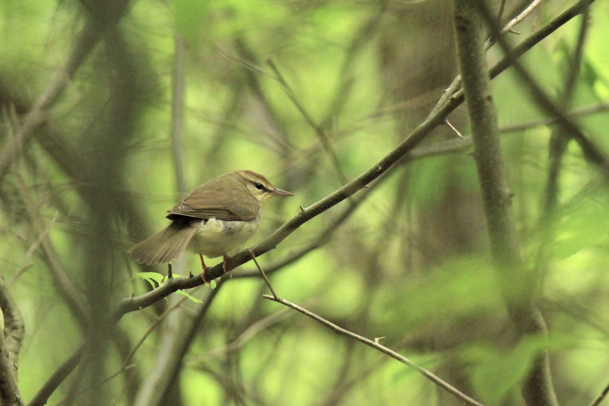 Swainson's Warbler - ML619230627