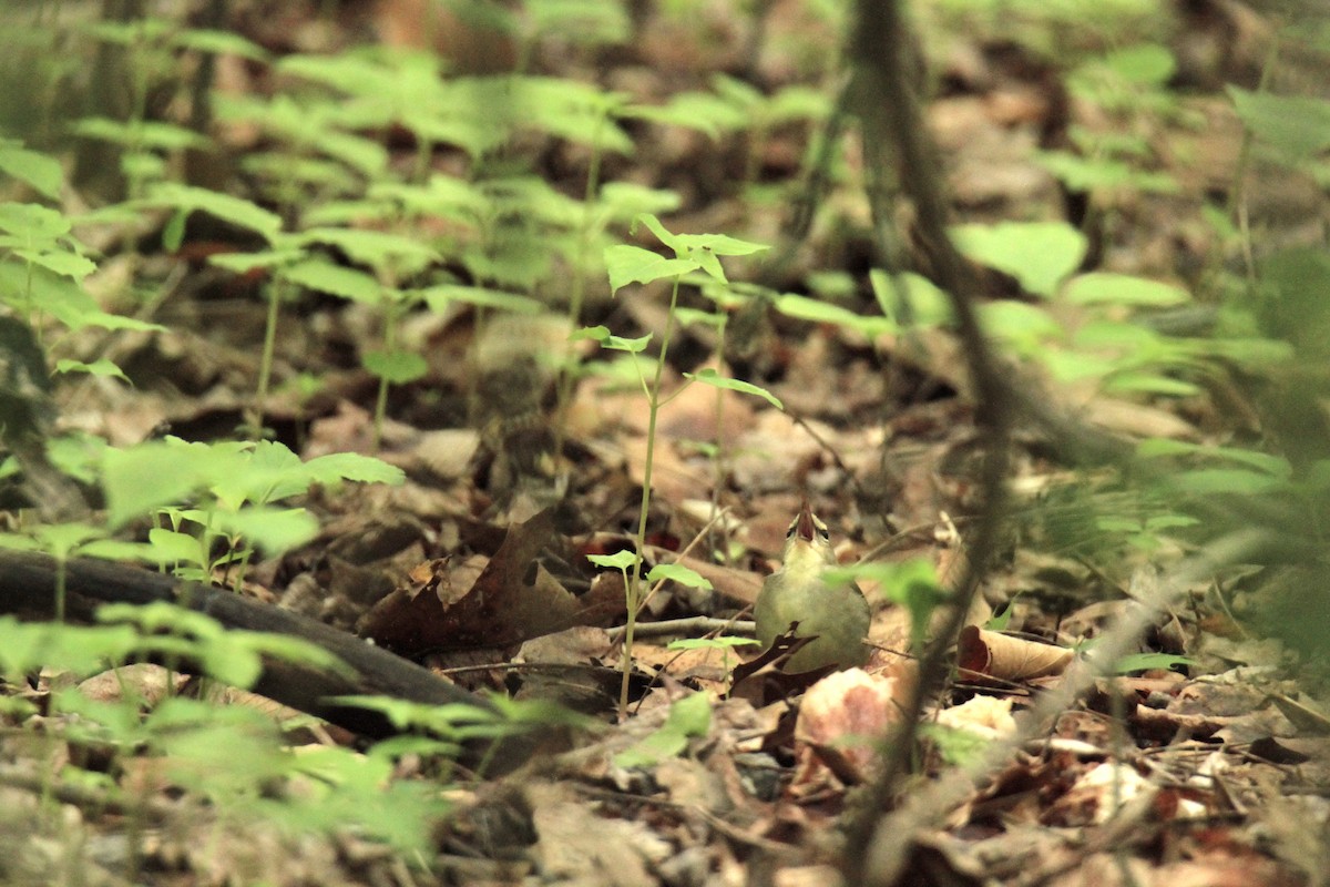 Swainson's Warbler - Evan Knudsen