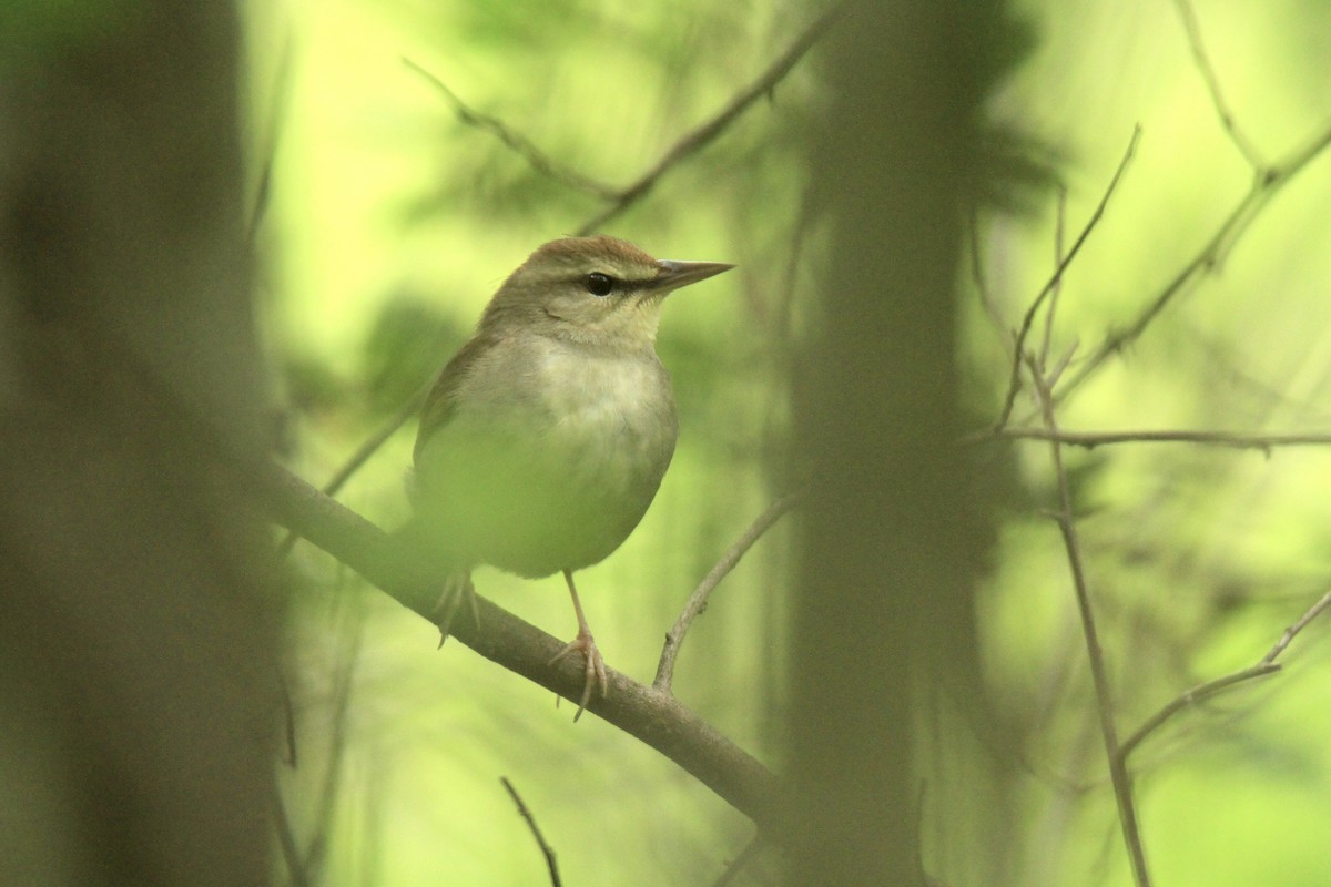 Swainson's Warbler - ML619230629