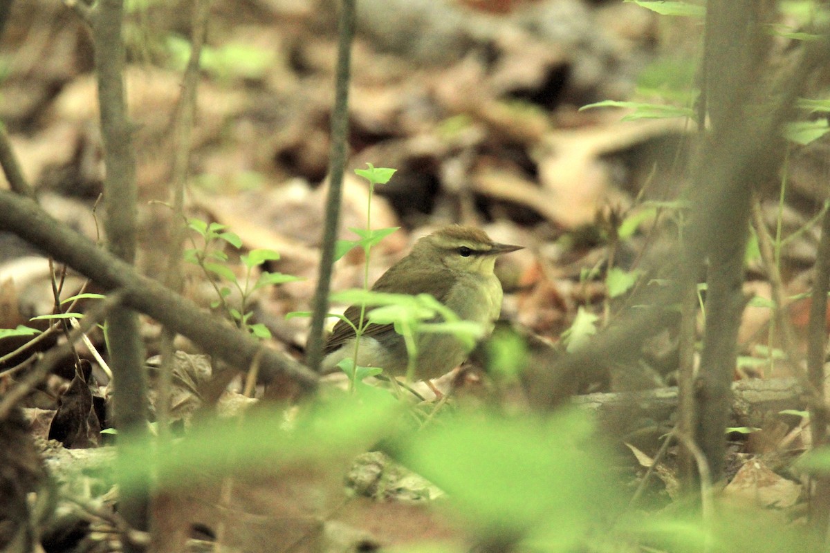 Swainson's Warbler - ML619230630