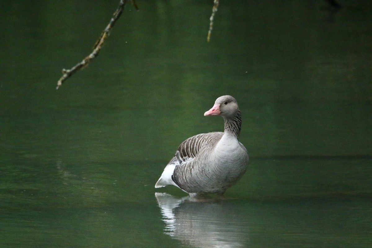 Graylag Goose - Scott Clark