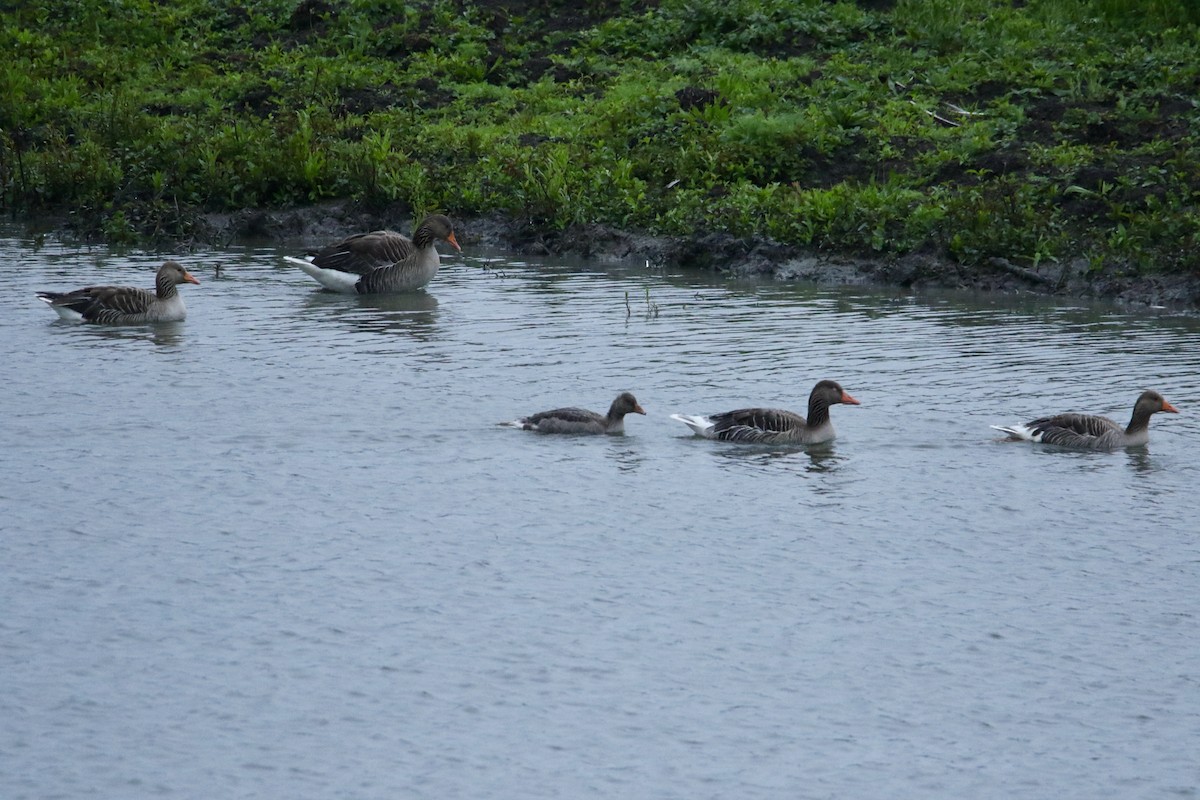 Graylag Goose - Scott Clark