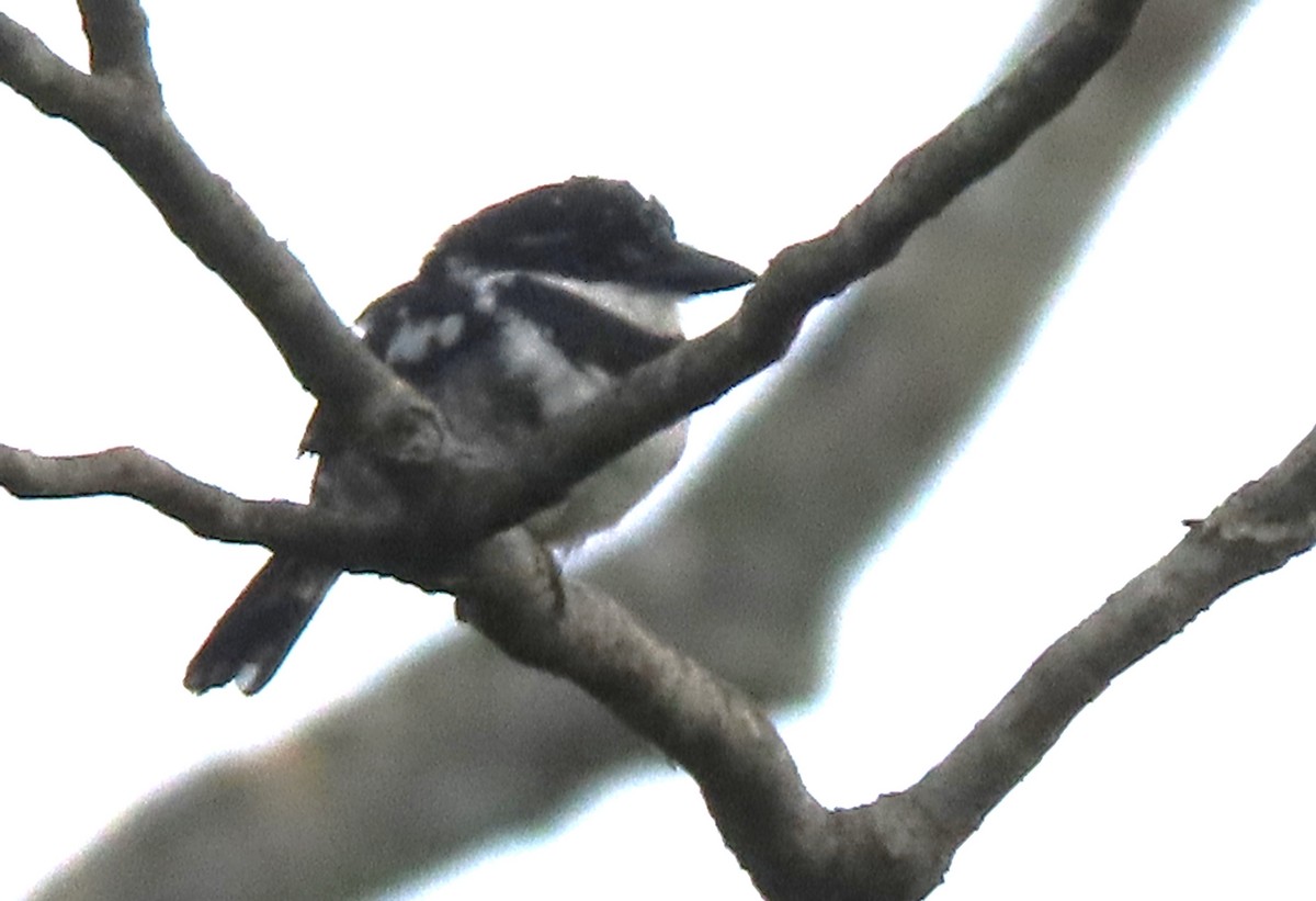 Pied Puffbird - ML619230638