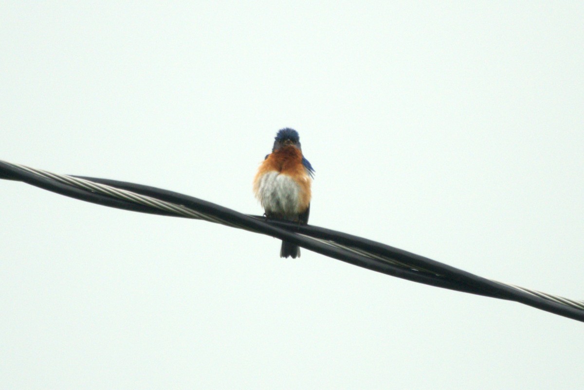 Eastern Bluebird - Julie Perry