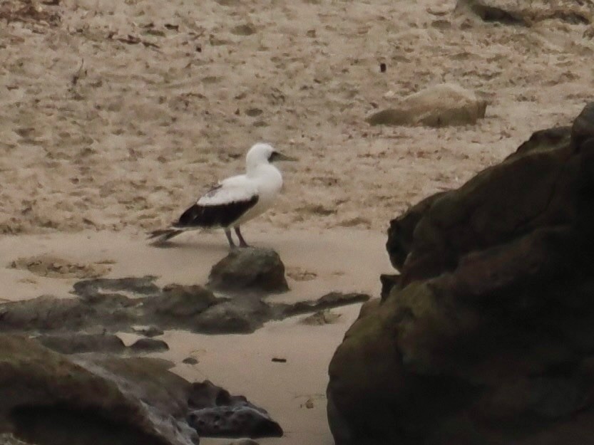 Masked Booby - ML619230643