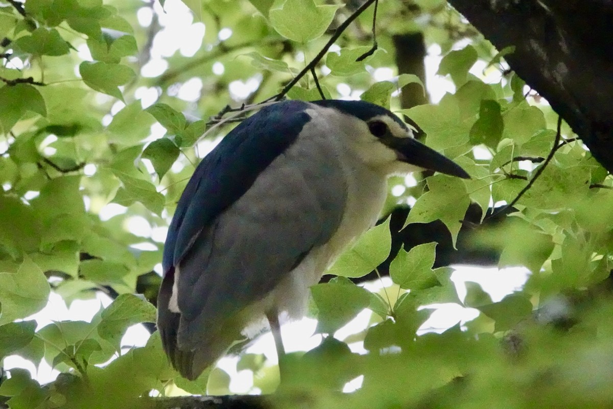 Black-crowned Night Heron - Lam Chan