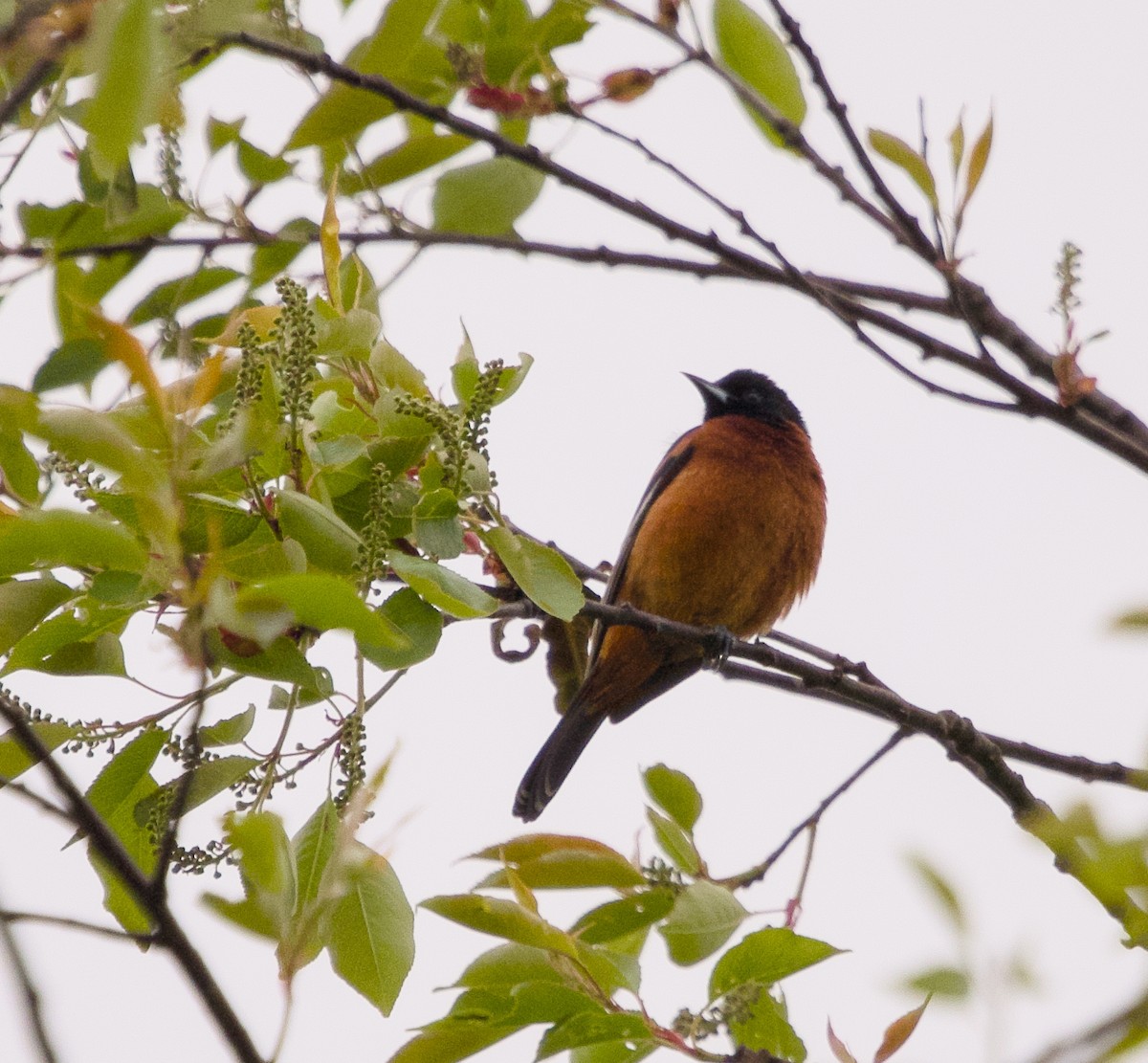 Orchard Oriole - Alan Desbonnet