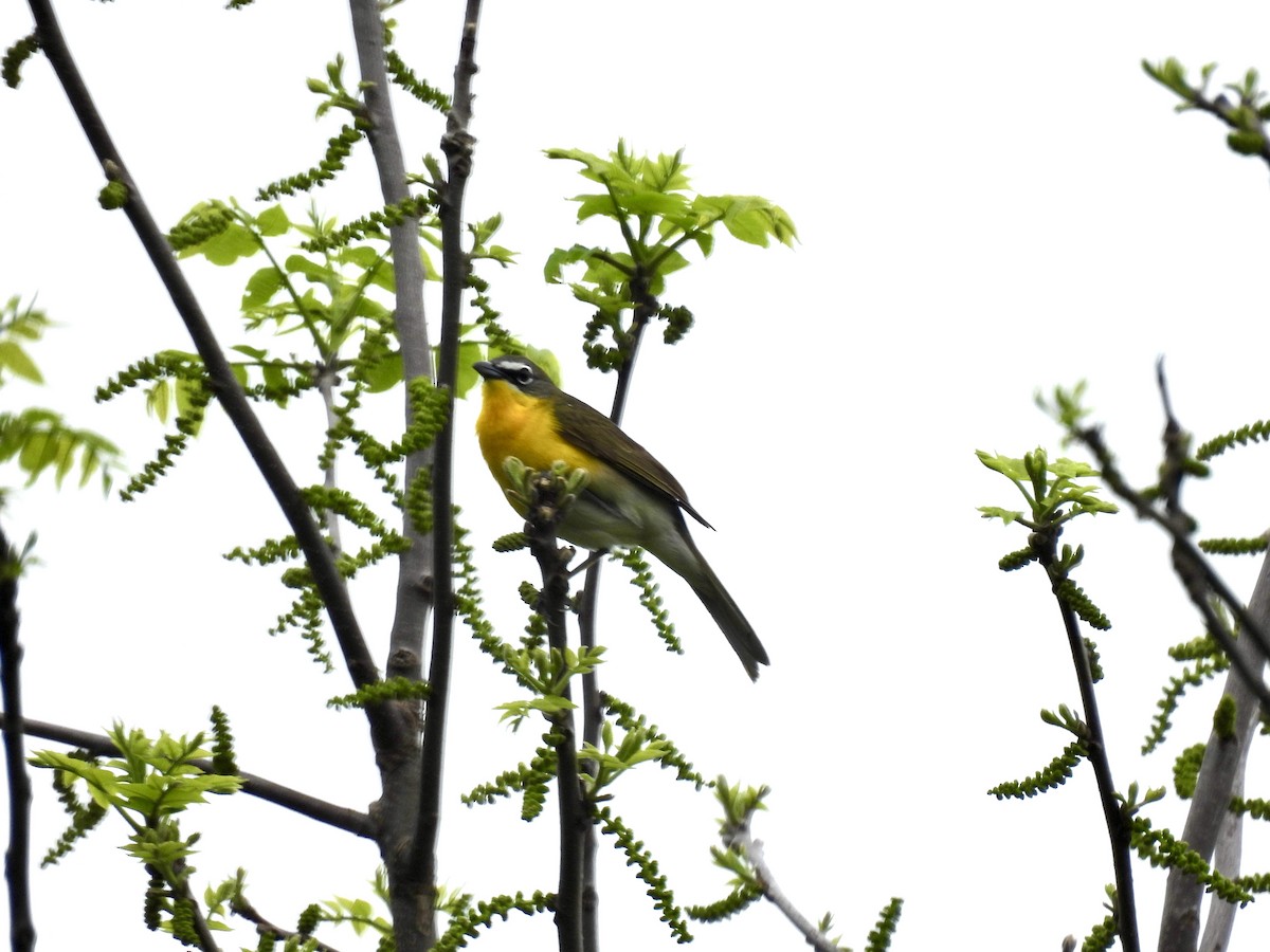 Yellow-breasted Chat - Corinna Honscheid