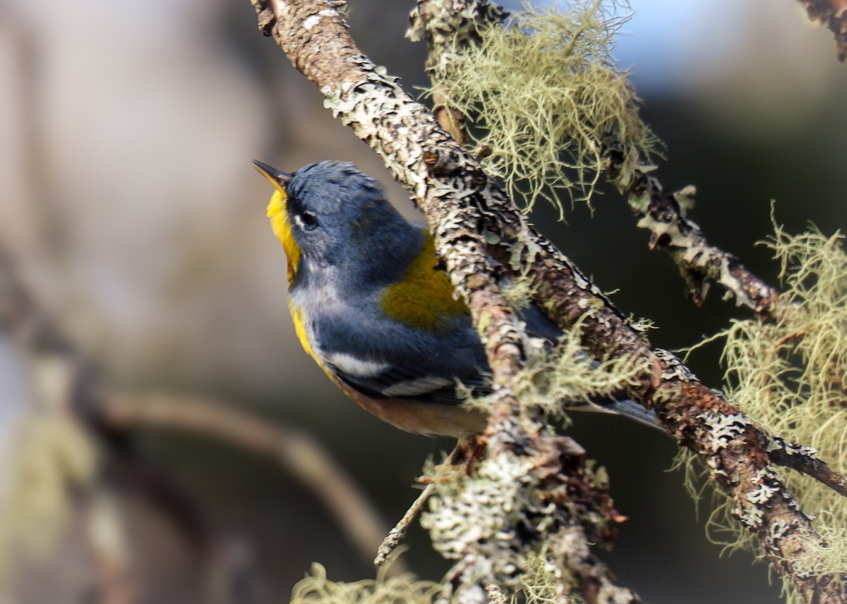 Northern Parula - Guillaume Daigle