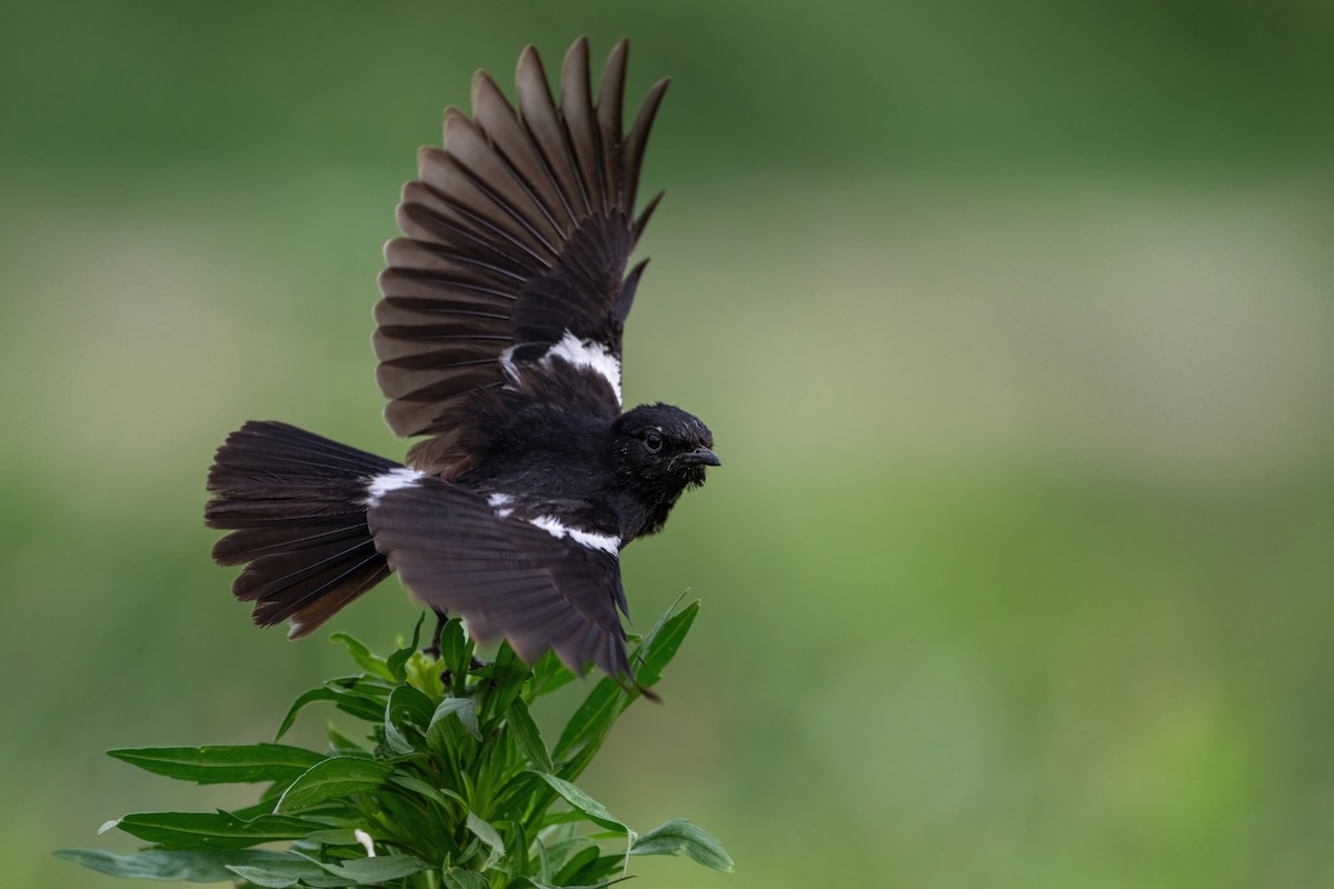 Pied Bushchat - Deepak Budhathoki 🦉