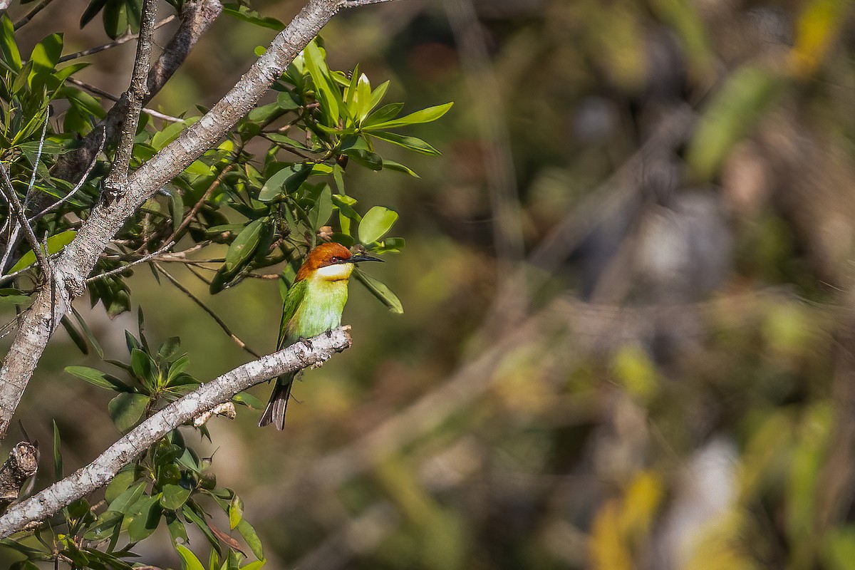 Chestnut-headed Bee-eater - Carolien Hoek