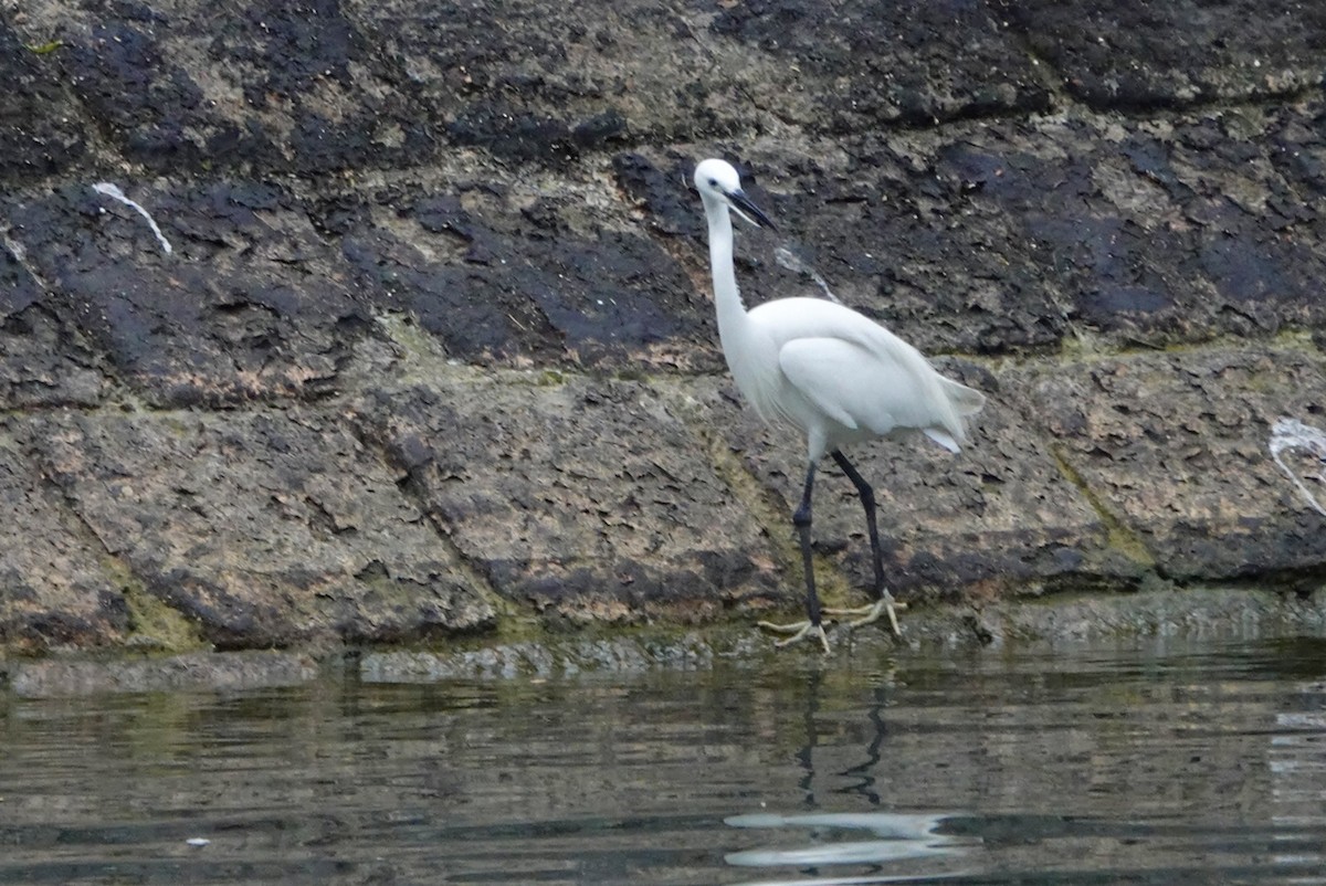 Little Egret - Lam Chan