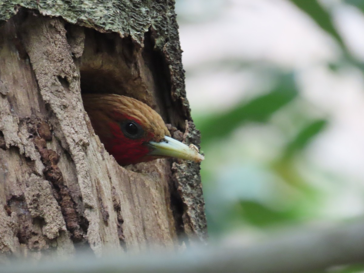 Chestnut-colored Woodpecker - Carlos Daniel Andrade Campos