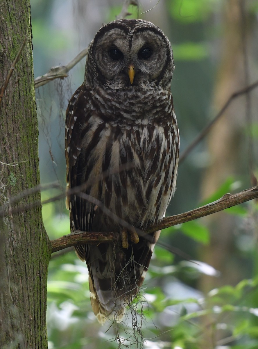 Barred Owl - Wendy N