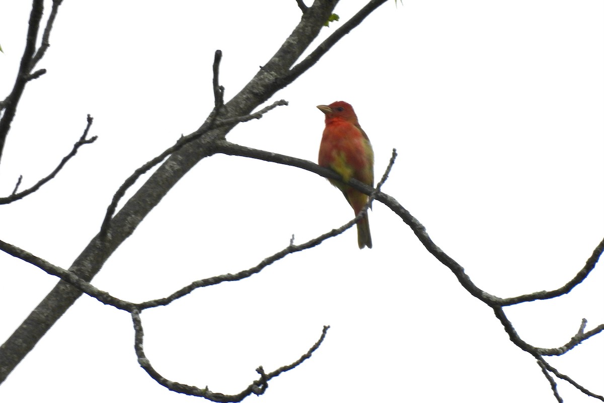 Summer Tanager - Corinna Honscheid