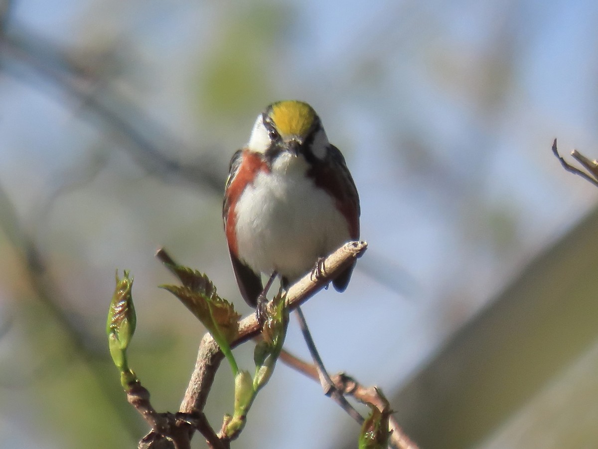 Chestnut-sided Warbler - ML619230681