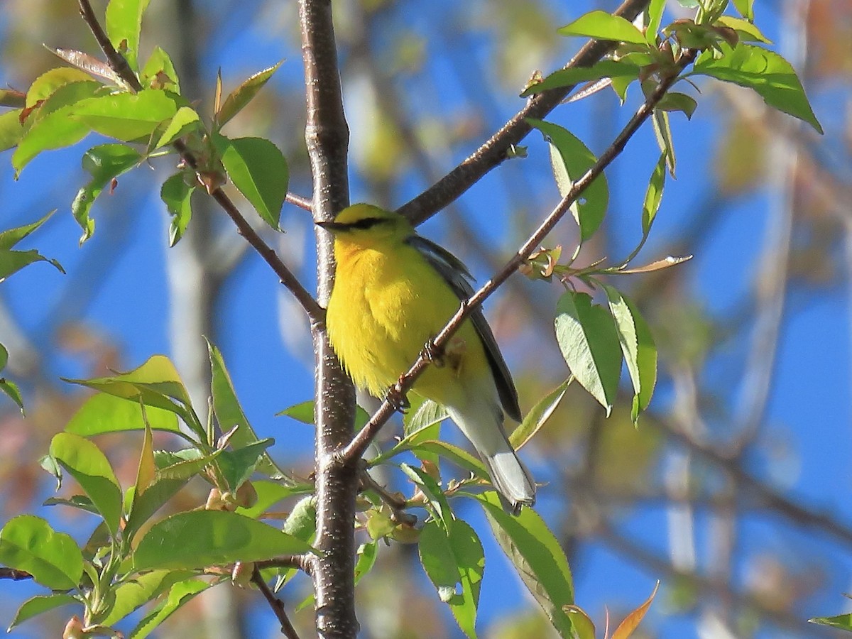 Blauflügel-Waldsänger - ML619230688