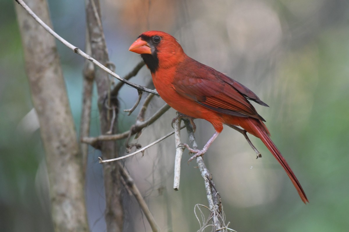 Northern Cardinal - ML619230689