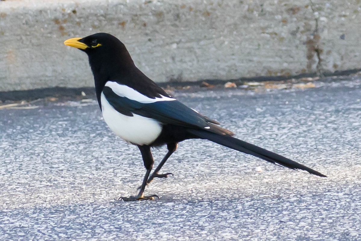 Yellow-billed Magpie - Patricia Clark