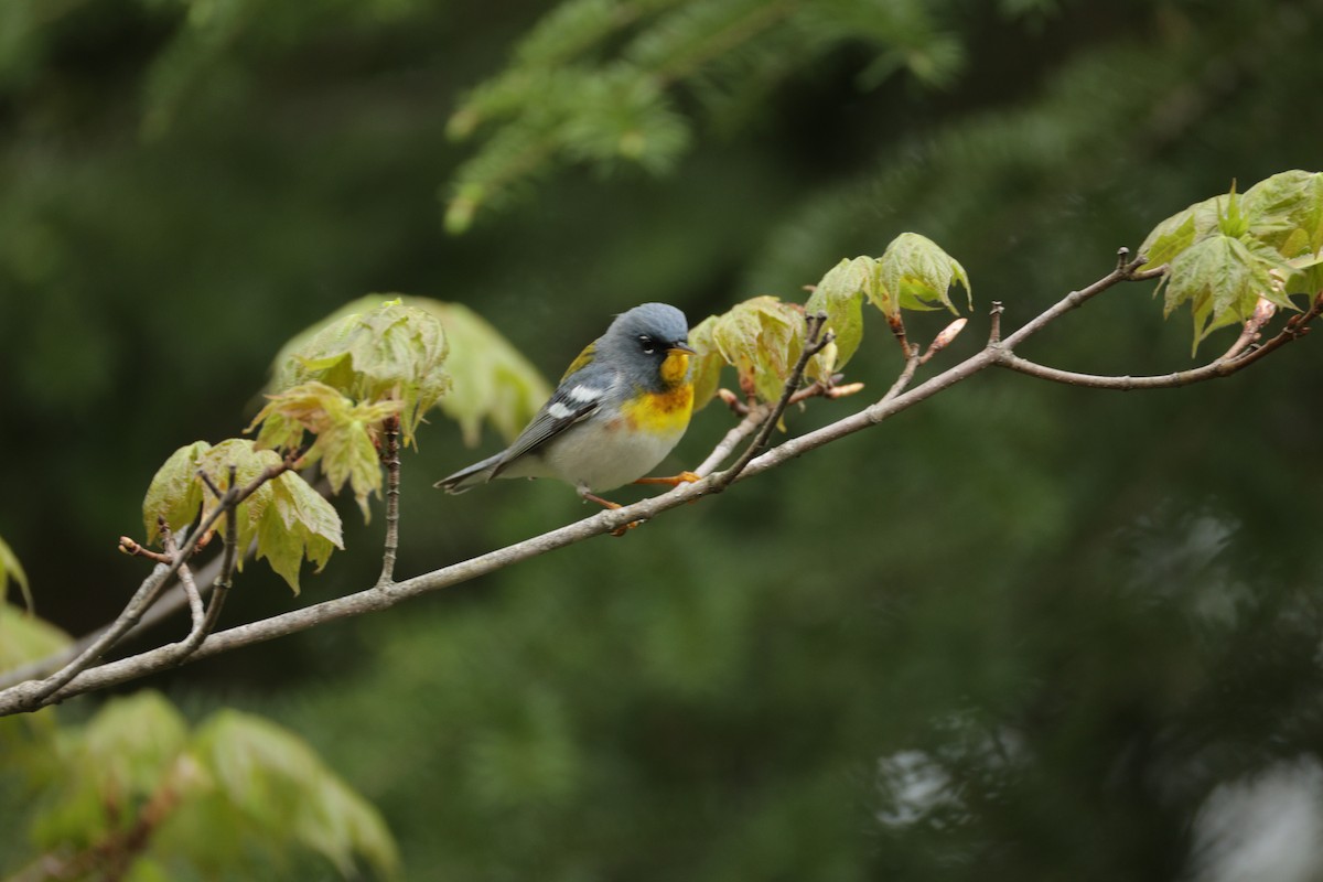 Northern Parula - Paulin Rodrigue