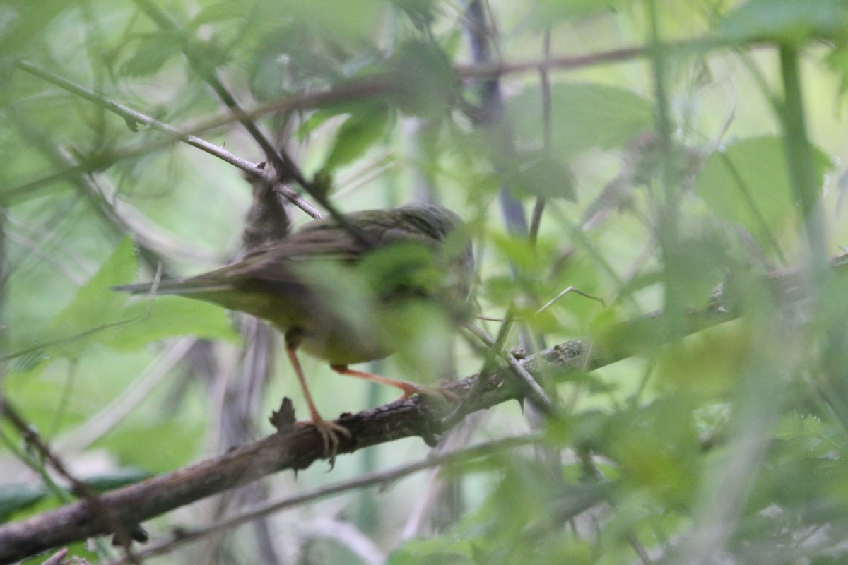 Mourning Warbler - ML619230699