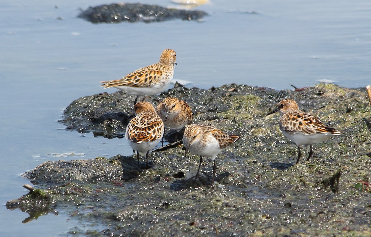 Little Stint - Elaheh Afsaneh