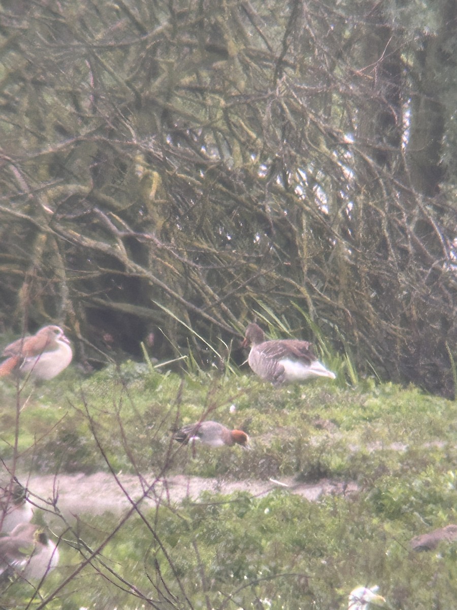 Eurasian Wigeon - Scott Clark