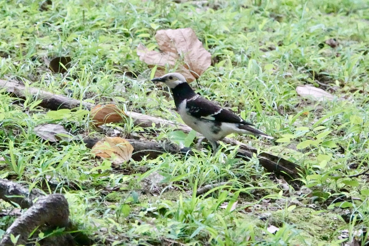 Black-collared Starling - Lam Chan