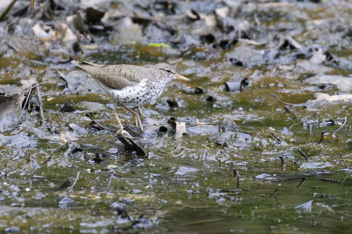 Spotted Sandpiper - ML619230756