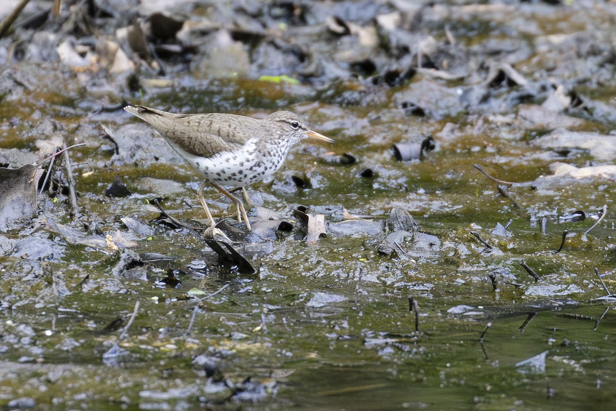 Spotted Sandpiper - Kris Long