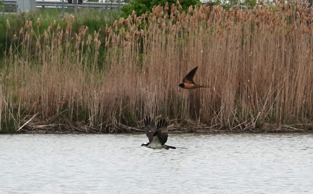 Osprey - Susan M Woodward