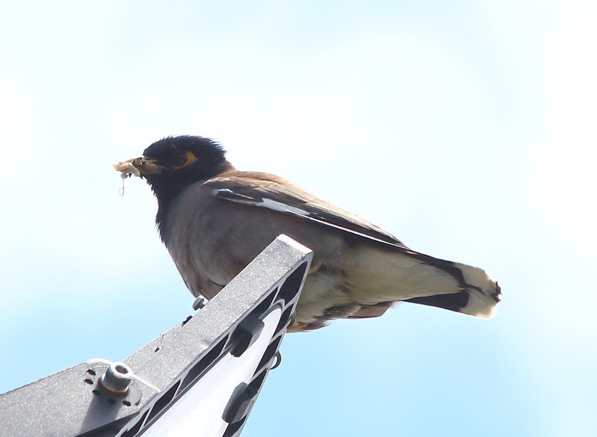 Common Myna - Elaheh Afsaneh