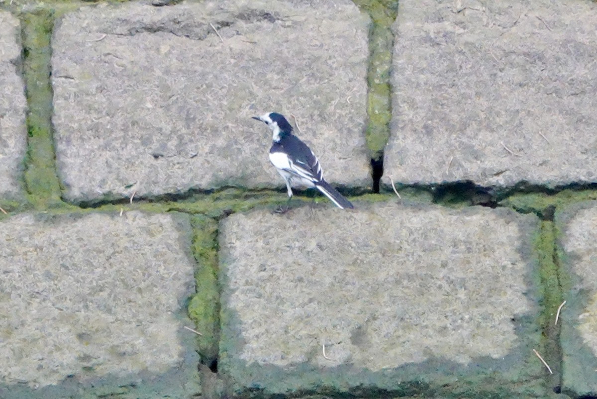 White Wagtail - Lam Chan